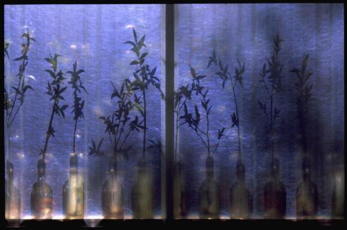 Saules en culture, 2004.