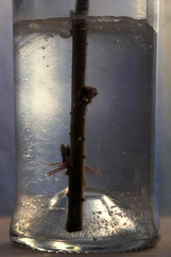 Saules en culture, 2004.