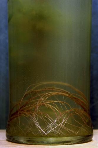 Saules en culture, 2004. 