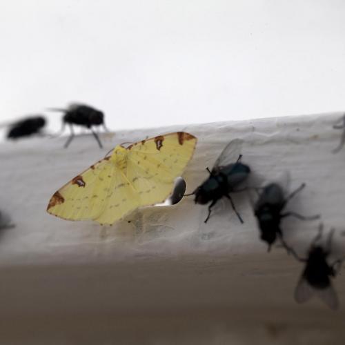 Photo d'insectes (citronnelle rouillée et mouches domestiques) capturé dans le Germinoscope, série présentée au Museum d'histoire naturelle de Gaillac, 2016.