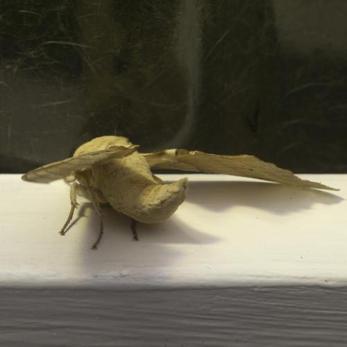 Photo d'insecte (sphinx du chêne) capturé dans le Germinoscope, série présentée au Museum d'histoire naturelle de Gaillac, 2016.