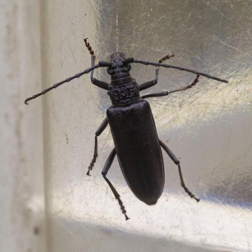 Photo d'insecte (capricorne) capturé dans le Germinoscope, série présentée au Museum d'histoire naturelle de Gaillac, 2016.