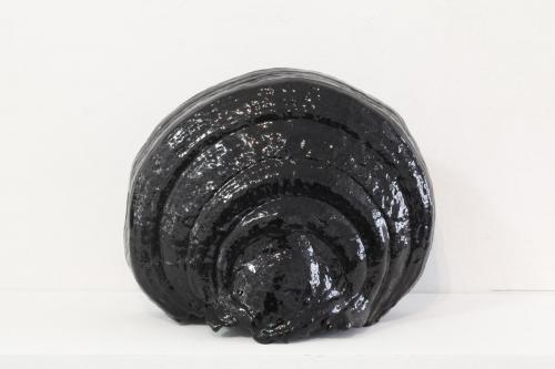 Sans titre, 2016, champignon englué dans de la résine. Dimensions variables. 