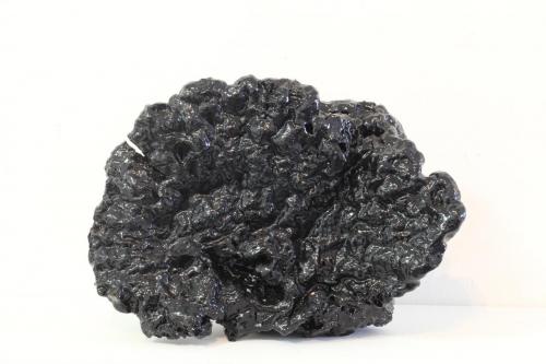 Sans titre, 2016, champignon englué dans de la résine. Dimensions variables. 