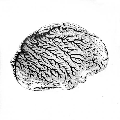 Polypores, 2012, grisaille de verre, 1/42 cadre. 