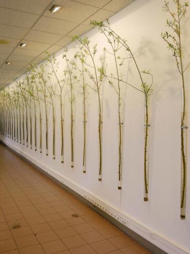 2007. Tubes de verre, pousses de saule jaune. Dimensions : 200x1200 cm, diamètre 4 cm. 