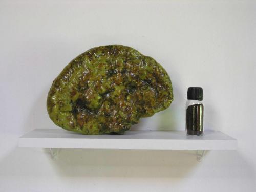 Conversation, 2007, champignon, polyester, flacons où sont recueillis les spores. 