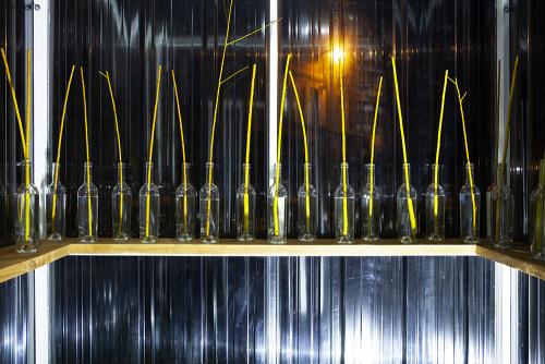 Extérieur - Branches de saule dans bouteilles (nocturne)