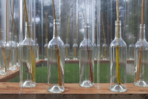 Extérieur - Branches de saule dans bouteilles