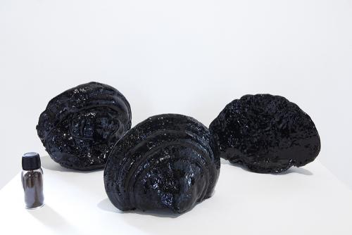 Salle 3 - Polypores dans de la résine noire et flacon avec spores. 