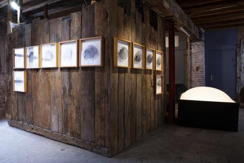 Polypores, grisaille sur verre