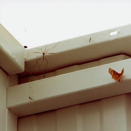 Sans titre, 2001. Insectes photographiés dans le Germinoscope 1. 