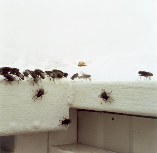 Sans titre, 2001. Insectes photographiés dans le Germinoscope 1. 